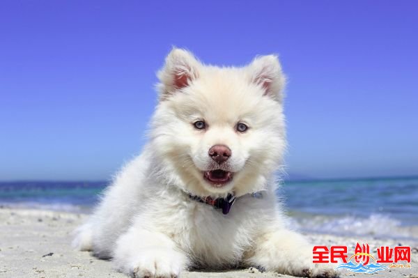 White American Eskimo Puppy Lying on Seashore