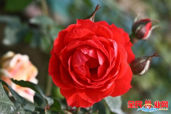 99朵玫瑰花谐音中文“久久”，99朵玫瑰代表什么