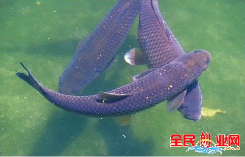 中国人最喜欢的10类淡水经济鱼，人工养殖前景广、赚钱多