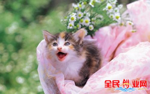 中国十大毒猫粮都有哪些?