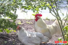 [农村赚钱门路]在农村创业做生态养殖土鸡的前景怎么