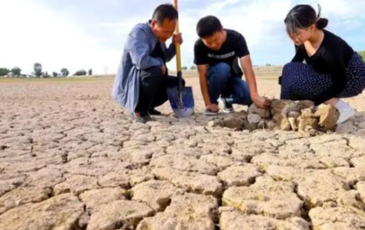 西北旱情仍在持续:甘肃损失超21亿 干旱导致农作物减产
