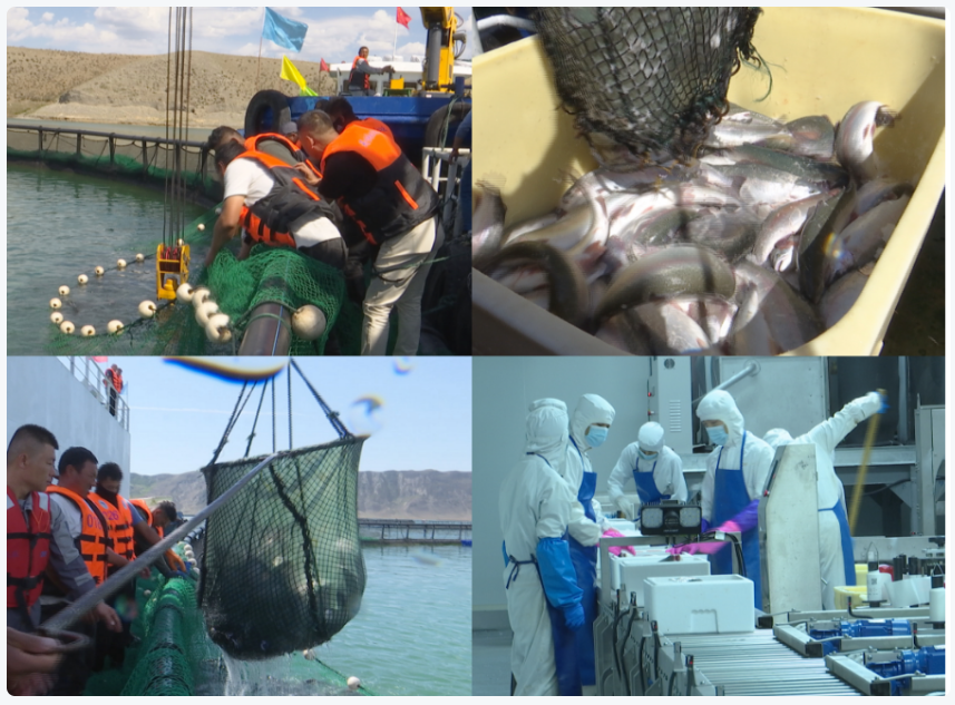 新疆三文鱼喜获丰收，国内三文鱼反向外销日本等国家